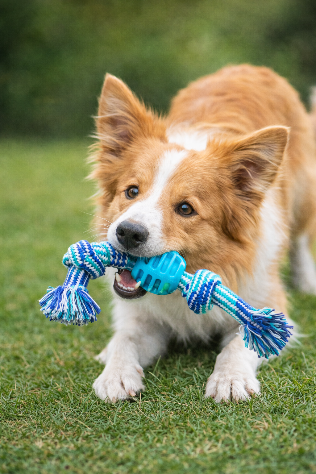 Juguete de Cuerda para Perros – Pelota con Nudos Doble, Resistente y Limpia Dientes