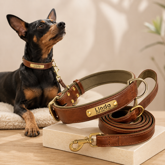 Collar y correa para perro personalizados | Cuero acolchado con placa grabada