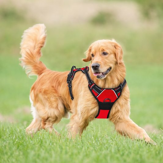 Arnés para perros con correa | Set cómodo y resistente para paseo