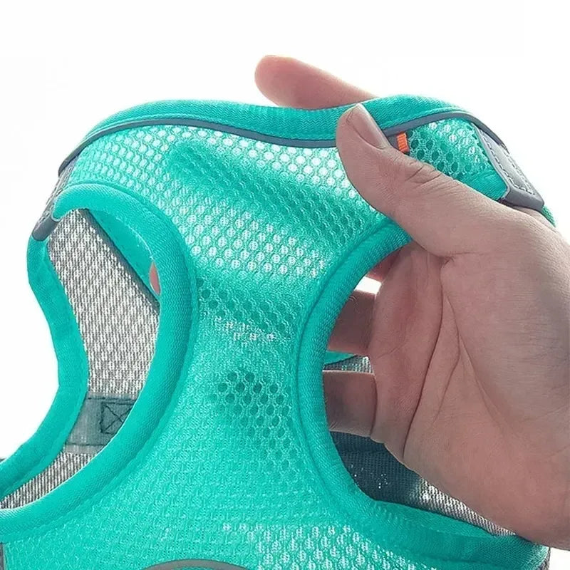 Comodidad, seguridad y estilo para tus mascotas 🐾